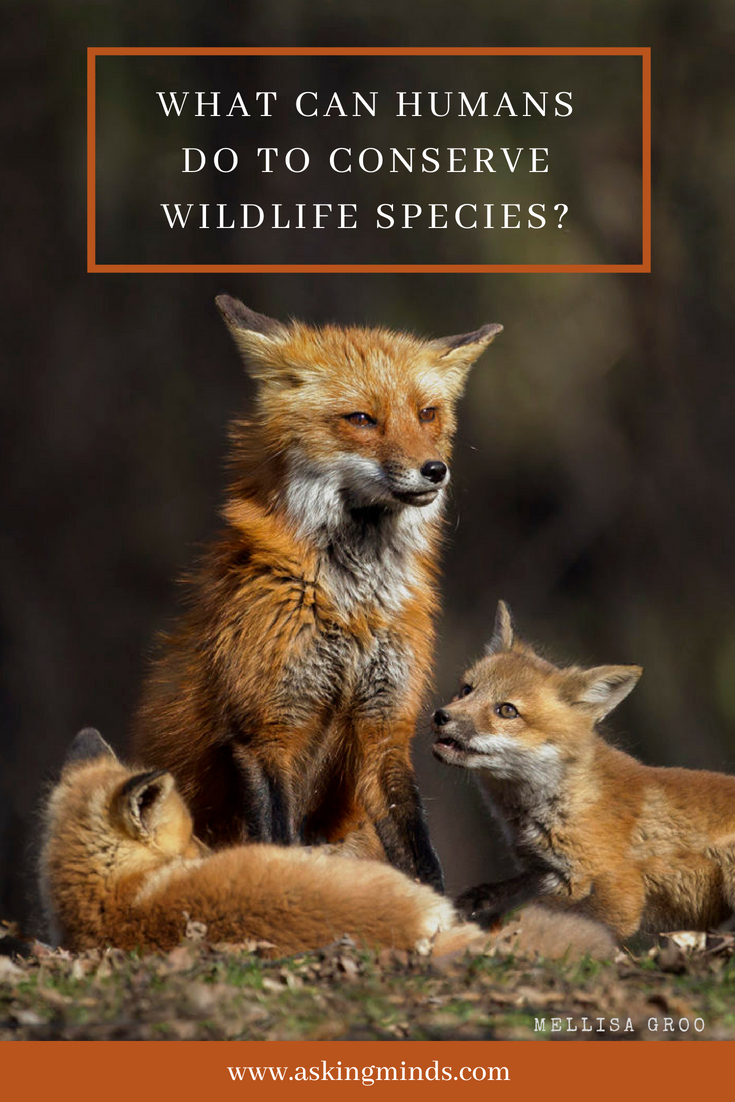 how-to-conserve-wildlife-species-what-can-we-do