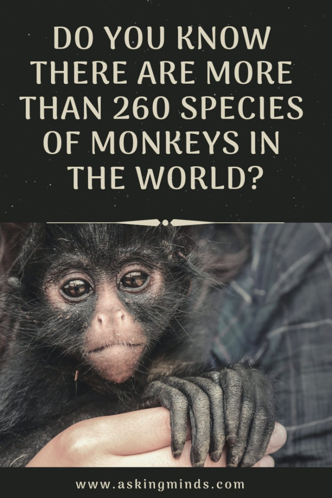 Do you know there are more than 260 Species of Monkeys in the World? - species of monkeys | wild animals | mammals | monkey king | wildlife nature | animals | save the environment | environment awareness | cute animals - #monkey #wildlife #animals