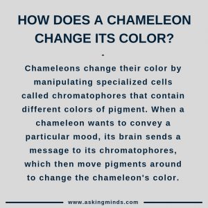 How does a chameleon change its color? - animal facts interesting | vertebrates animals | wildlife | chameleon | brainstorming questions | general knowledge facts | facts mind blowing | fascinating facts | short answers | cool facts | amazing facts | interesting facts | useful websites | did you know | #didyouknow #facts #knowledge #interesting