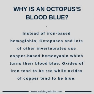 Why is an octopus blood blue? - animal facts interesting | invertebrates animals | wildlife | sea animals | brainstorming questions | general knowledge facts | facts mind blowing | fascinating facts | short answers | cool facts | amazing facts | interesting facts | useful websites | did you know | #didyouknow #facts #knowledge #interesting