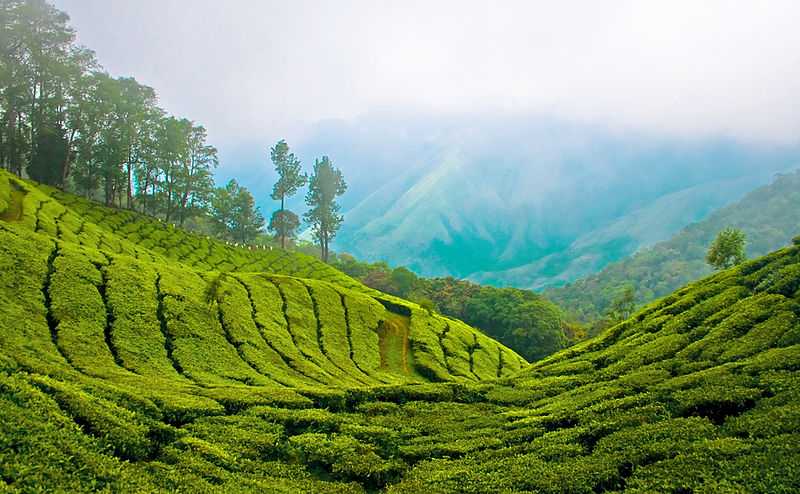 top station munnar