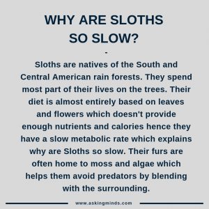 Why are sloths so slow? - sloth facts truths | did you know | general knowledge facts | facts you didn't know | unbelievable facts | facts mind blowing | fascinating facts | short answers | cool facts | amazing facts | interesting facts | useful websites | did you know | asking minds | sloth slow down - #didyouknow #facts #sloth #slothlife #slothlovers #knowledge #interesting